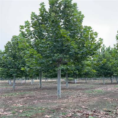 吕梁30-50公分法桐树苗 工程行道绿化树现挖现卖种植指导