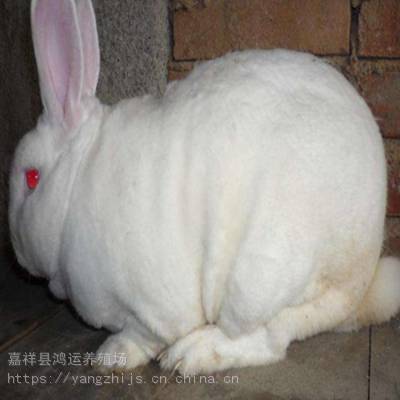 养殖肉兔子一般往哪里销售大耳白兔好养吗寿命是多少可以食用吗