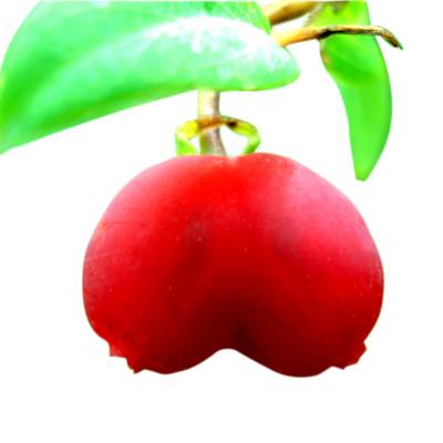 【圣女果苗】圣女果苗价格_圣女果苗报价_水果种子种苗行业 - 中国供