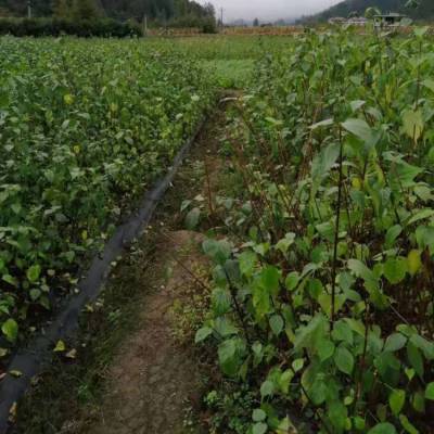 神豆腐又名《斑鸠叶》每到炎夏季节，农家常用一种树叶来制作成"豆腐"食用。