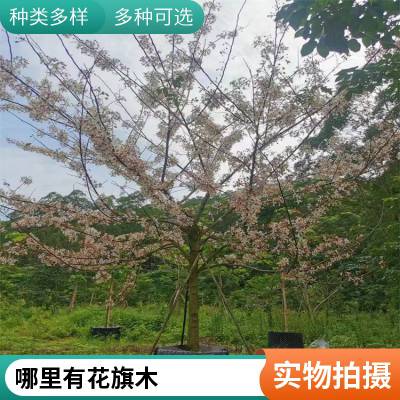 花旗木别名泰国樱花 米径5-28公分 株高1-6米 苗圃自产自销 现挖现卖