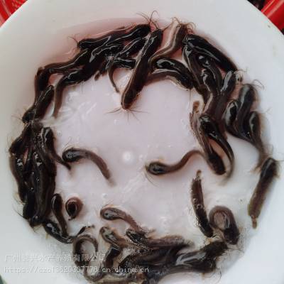 塘角鱼高密度养殖 三黃塘角鱼苗 本地塘虱 胡子鲶 广州誉兴水产基地供应 健康优质