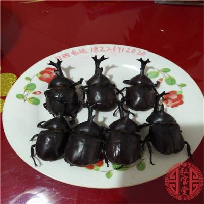 独角仙价格多少钱 独角仙多少钱一只