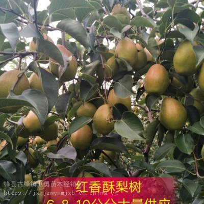 红香酥梨树苗种植生长环境+产地价格介绍+亩栽多少棵？
