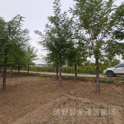 刺槐树基地-11公分刺槐-易成活-远销广西钦州