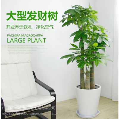 供应广州植物租赁、广州植物租摆服务、植觉空间大发财树批发