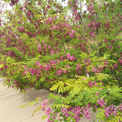 香花槐价格8公分 10公分香花槐价格 15公分、18公分香花槐价格