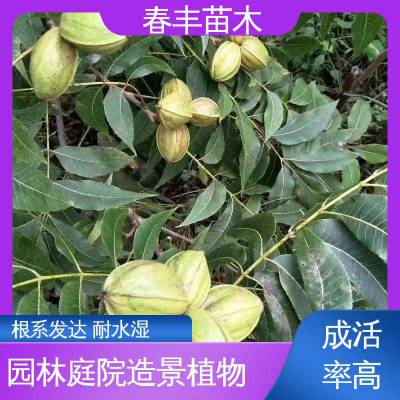 春丰苗木 基地批发 核桃苗子 工程绿化 美化环境 移栽种植 高存活率