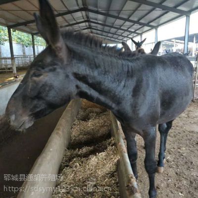 一头驴的养殖成本 养一只肉驴赚多少钱 市场行情 教养殖技术