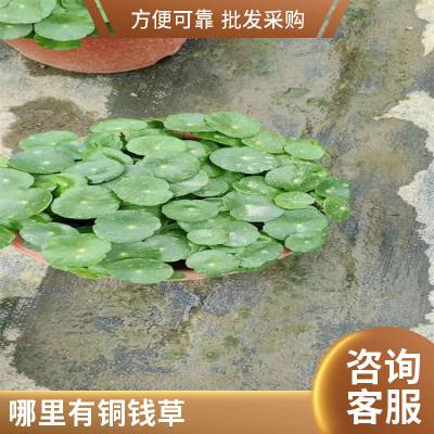 带叶铜钱草水培盆栽植物室内小绿植花卉水养金钱草籽水生四季好养