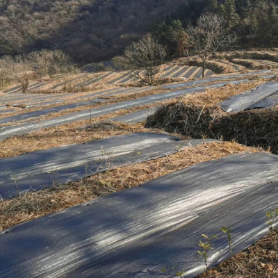 pe防草布厂家/辉诚土工/直供果园盖草布大棚除草布透气耐老化