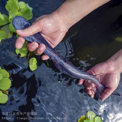 四川鱼苗 淡水鱼苗 鸭嘴鱼苗 天贵水产养殖场***