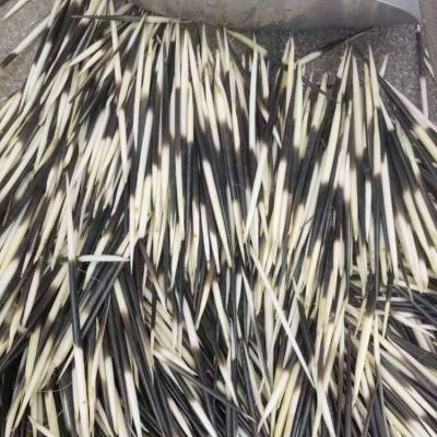 奇弘堂野生豪猪毛刺今日