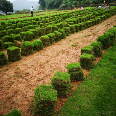 马尼拉草皮 福建厦门足球场用的草皮种类***格 在哪里卖