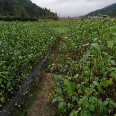 神豆腐又名斑鸠叶每到炎夏季节农家常用一种树叶来制作成豆腐食用