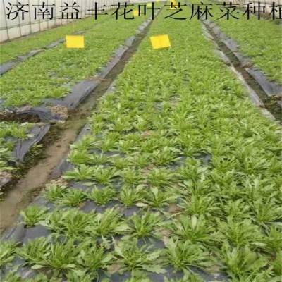 花叶芝麻菜种子 45天可以食用的野菜种子品种