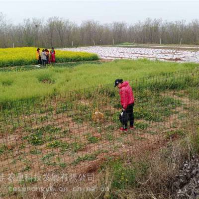 野菜种子蔬菜 面条菜成活*** 基地销售 益丰