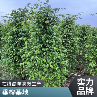 大型垂叶榕树盆景盆栽 园林绿化绿植花卉 四季常绿 移植柱形垂榕