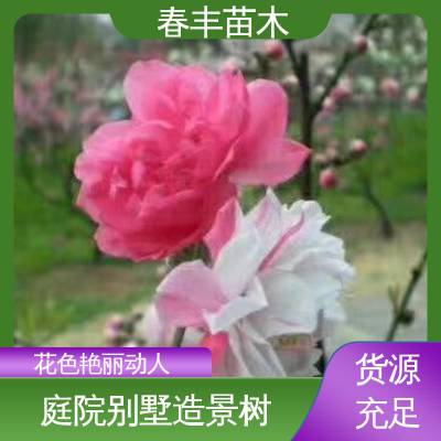 春丰苗木 基地供应 观赏性桃树苗 公园景区装饰绿植 重花叠瓣 五彩缤纷