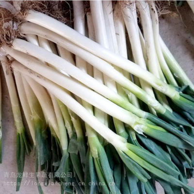 绿色***大葱_白杆大葱_食用大葱出口商