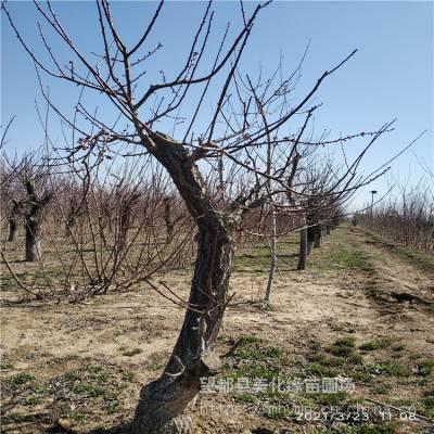 美化缘 盆景大梅花桩直供 造型梅花桩 价格出售