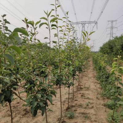 大量批发根系发达早酥红梨树苗 供应红梨苗