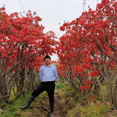 鸡血红原生态映山红高2米冠4米数量800株
