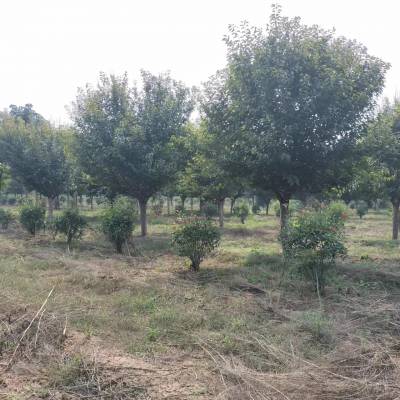 日本晚樱-陕西樱花种植-樱花苗圃现货直发-西安樱花批发基地