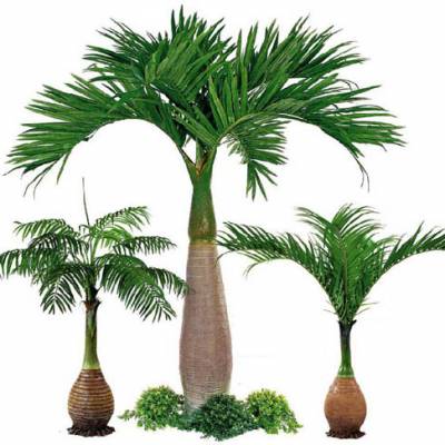 迷你椰子树 仿真酒瓶椰子树 景观假棕榈树海南椰子树