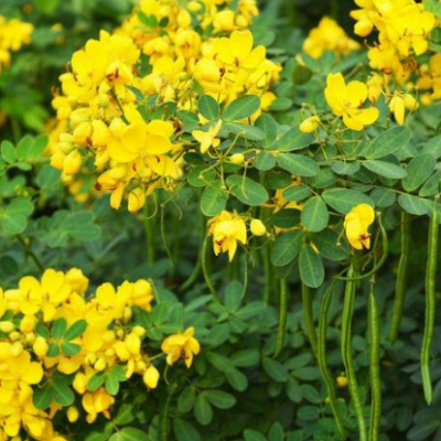 决明子灌木种子边坡绿化护坡固土易存活生长快