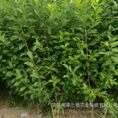 李子树苗价格价格、李子树苗价格供应