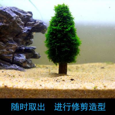 QANVEEǪʥ ˮ쾰Ī˿ʥ װ
