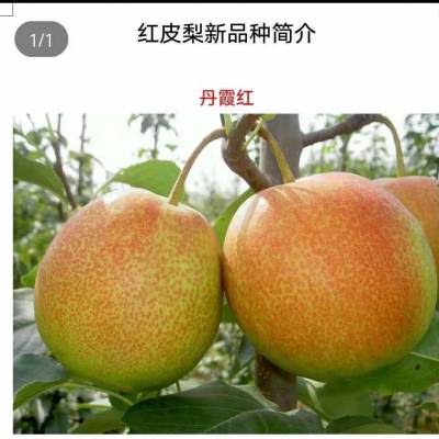 适合陕西种植的梨树品种 丹霞红梨树苗育苗基地 山西梨树苗