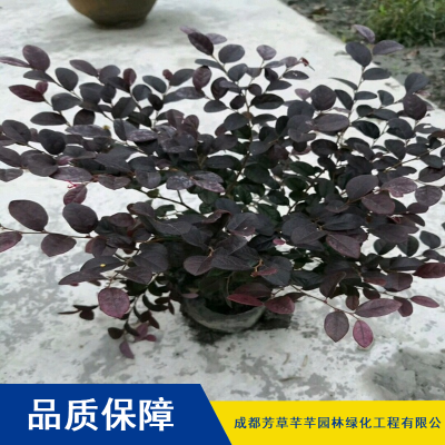 红檵木工程绿化小苗_芳草芊芊耐旱灌木红檵木球工程绿化小苗价格