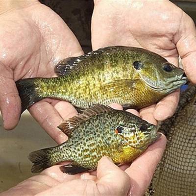 太阳鱼苗蓝鳃太阳鱼大量批发35公分蓝边太阳鱼