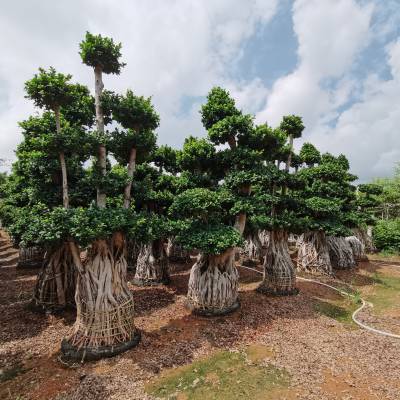 【HS Bonsai】供应高度3米南安蹄根造型榕树-沙西货源