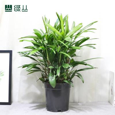 棕竹 耐寒庭院盆栽植物 武汉花园设计 中号塑料盆