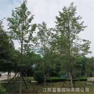 欧洲小叶椴绿塔苗圃 确保品种*** 苗健壮长势喜人