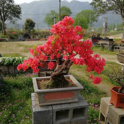 盆景_映山紅樹樁_農產品_茶葉–【潛山縣天柱山經果***合作社】