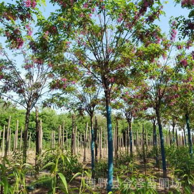 香花槐出售 远销河南许昌 主打产品 景区观赏