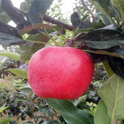 矮化苹果苗育苗基地 119-06红肉苹果树 免套袋的苹果树品种