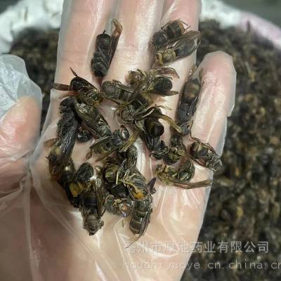 中药材 马蜂 多少钱一斤 厚池药业 马蜂
