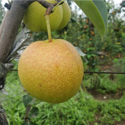 一公分秋月梨树苗品种介绍