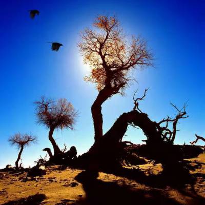 张掖七彩丹霞胡杨林黑城居延海嘉峪关兰州