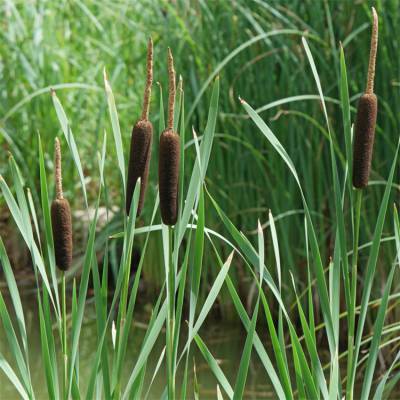 基地出售香蒲水生花卉植物 池塘绿化植物 水体绿化 湿地绿化植物 基地批发