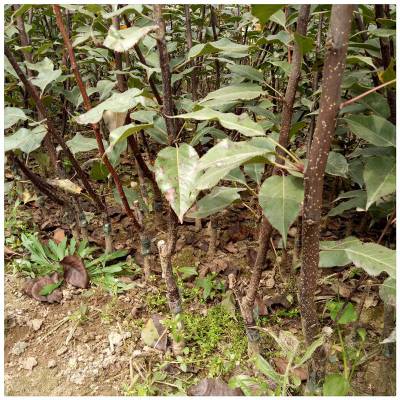 现货批发中梨4号梨树苗 嫁接梨树苗 基地 晚秋黄梨