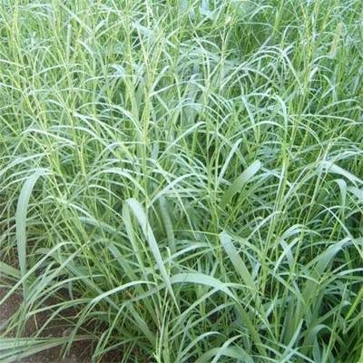 苗圃供应牛鞭草 固土护坡护岸绿化 扁穗牛鞭草