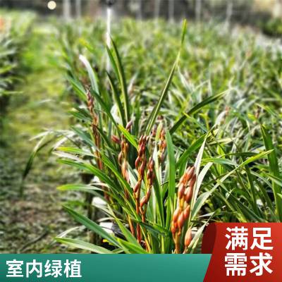 燎伯兰业 大花浓香花卉盆栽 建兰醉美人 办公室绿植花卉