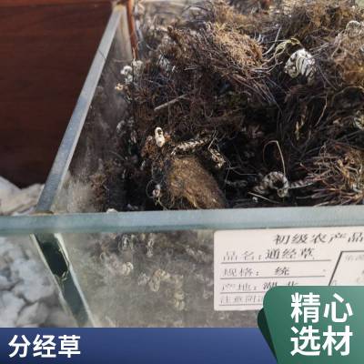 止惊草中药材 别名金线铜皮 无硫铁骨草批发中药材通经草