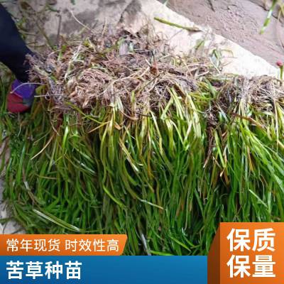 金鱼藻 矮型苦草 抗盐碱 优质水生沉水植物 绿化水质